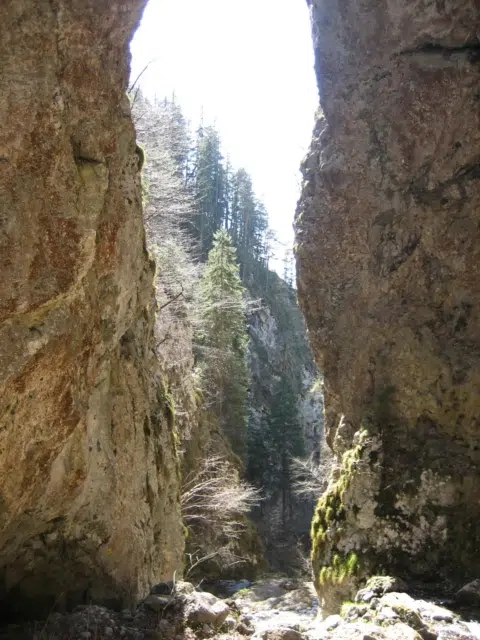 Ihr seht einen Einblick in die Weißenbachklamm im Gitschtal im Sommer.